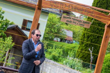 Na Debelem hribu zasadili potomko najstarejše trte na svetu 4